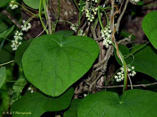 {Menispermum canadense}